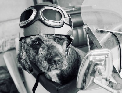 Dog in Trikinga.jpg