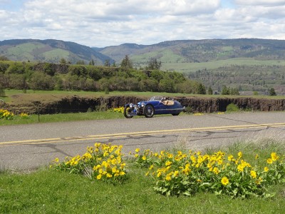 Bluebottle and Wildflowers.jpg