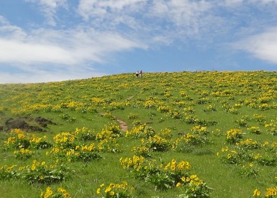 Wildflowers.jpg