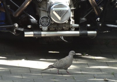 Collar Dove and Edith.jpg