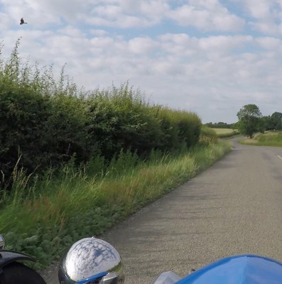 Red Kite on the B660a.jpg