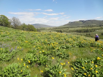 Wildflowers 1.jpg